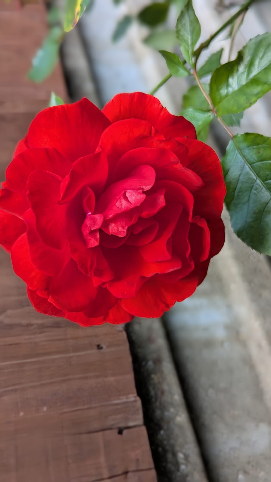 Red Rose Flower Portrait